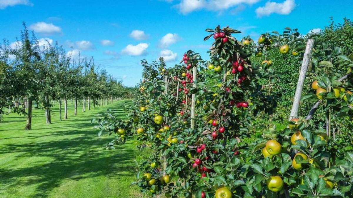 Tratamente pentru pomii fructiferi. Modalitatea prin care îi aperi de rozătoare și viermi