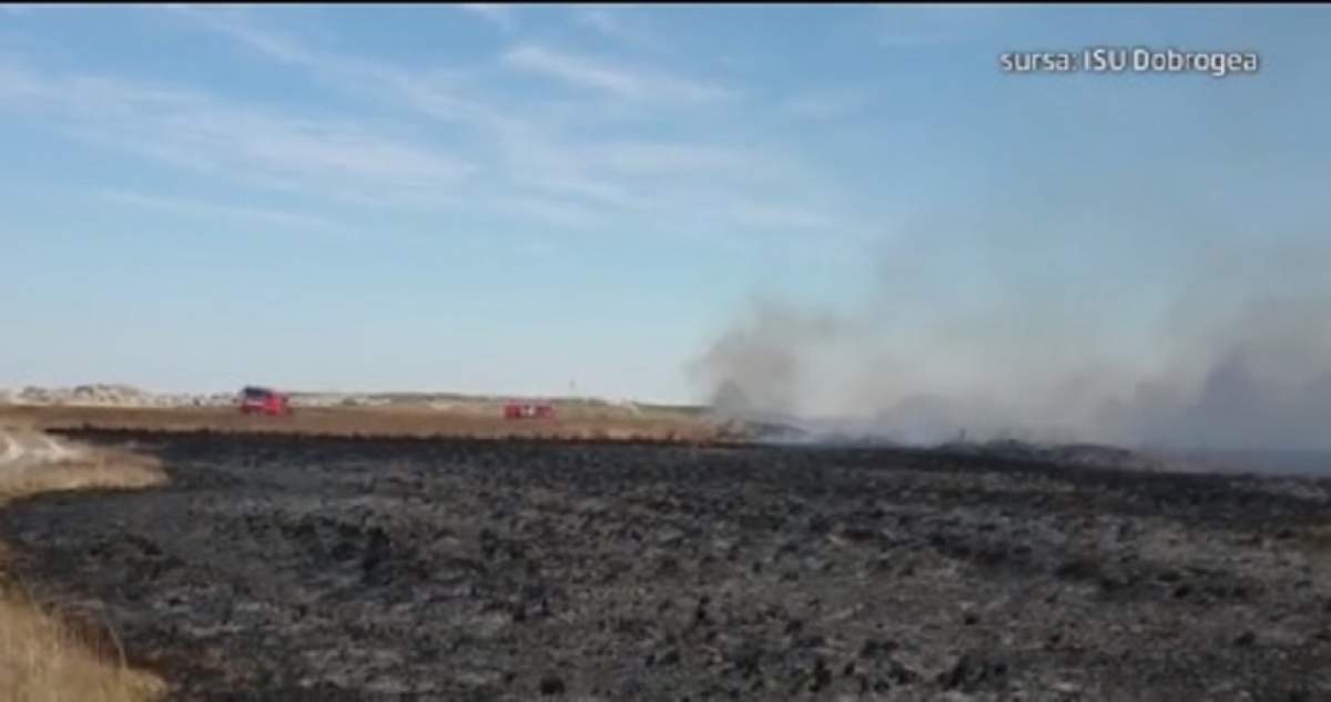 Incendiu violent în Delta Dunării! Focul a fost provocat intenţionat, 200 de hectare s-au făcut scrum / VIDEO