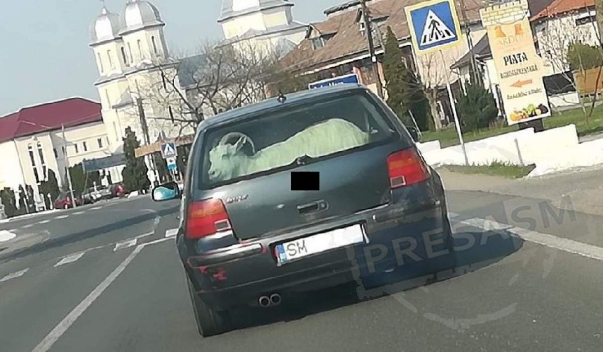 Capră plimbată cu maşina, în Satu Mare! Imaginile au devenit virale