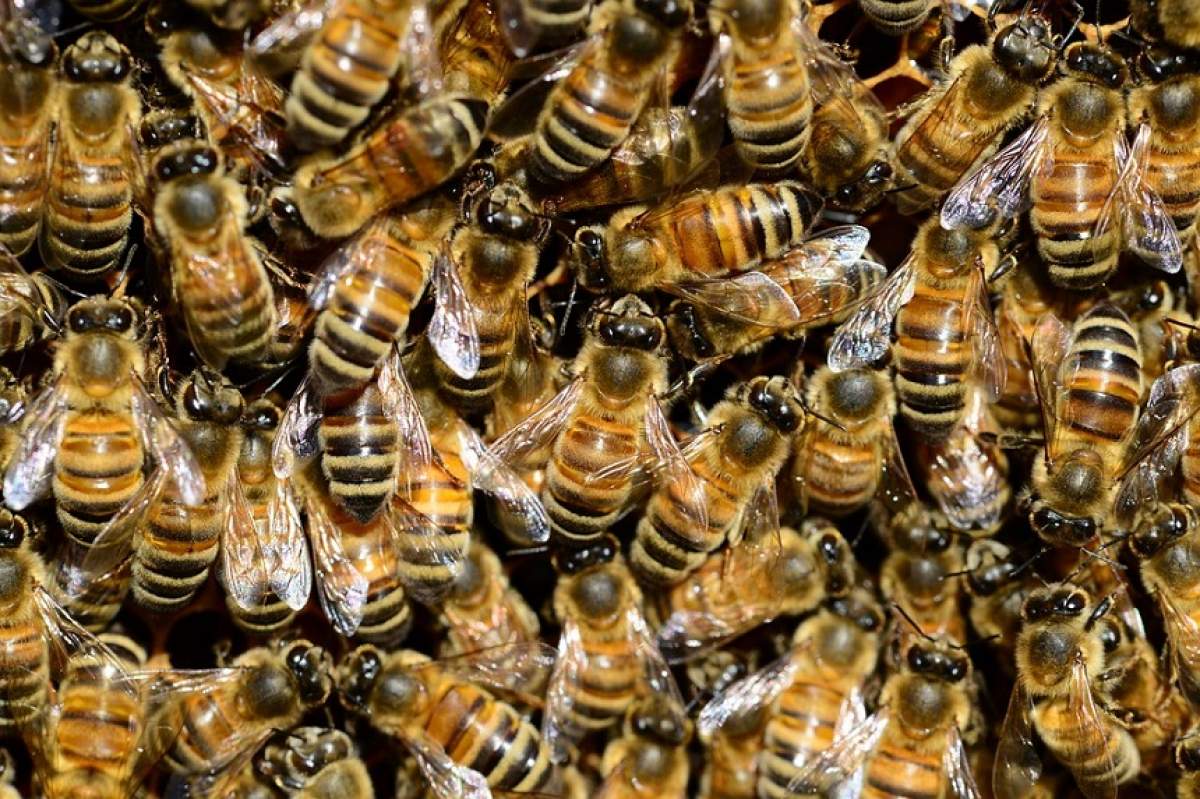 Medicii au rămas fără grai! O femeie a trăit cu 4 albine în ochi, care se hrăneau cu lacrimile ei