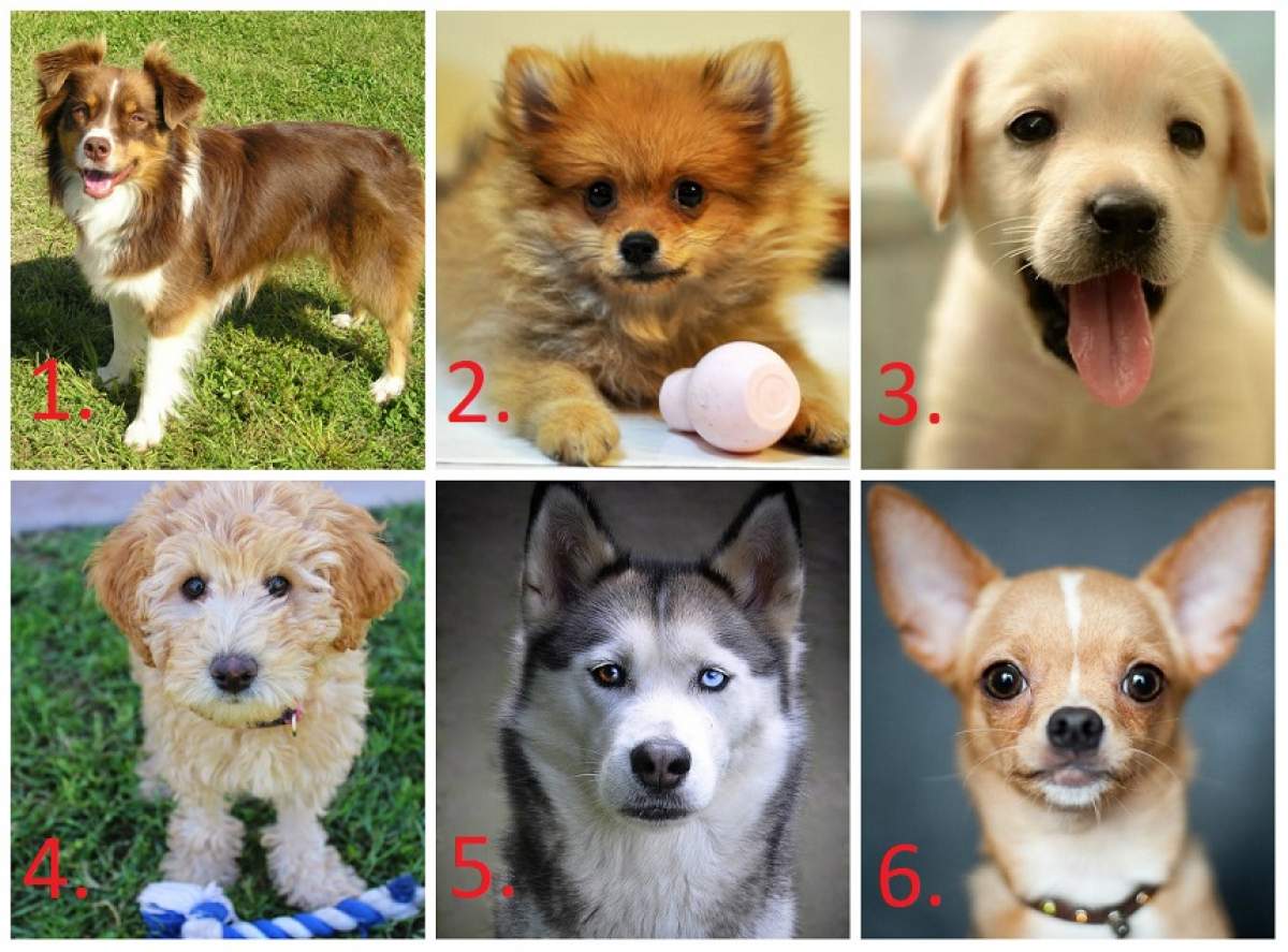 TEST: Cine se aseamănă, se adună! Alege un câine și descoperă cum ești tu cu adevărat