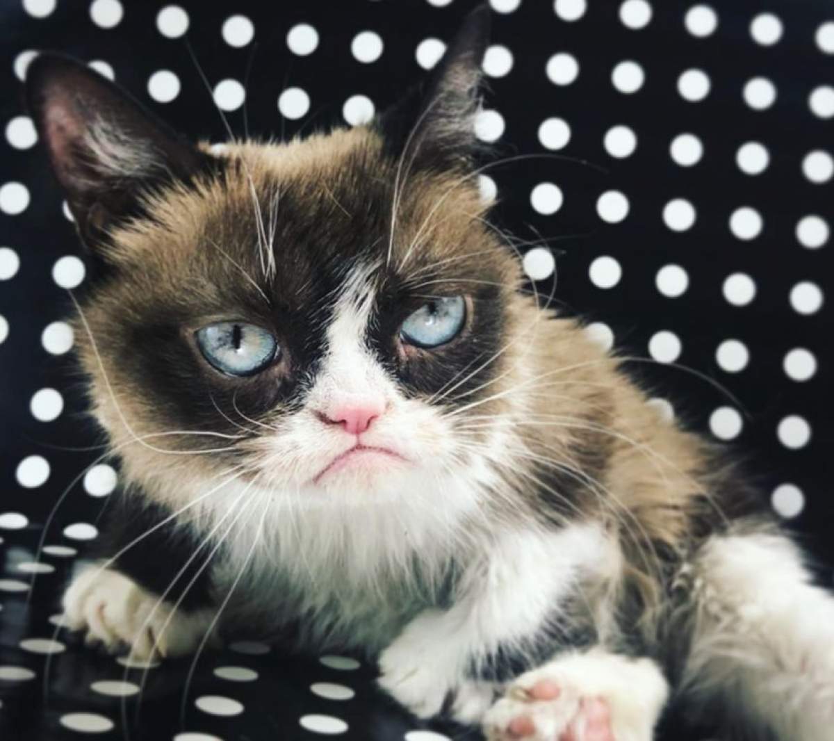 A murit celebra pisică Grumpy. Figura ei morocănoasă a făcut-o cunoscută în toată lumea