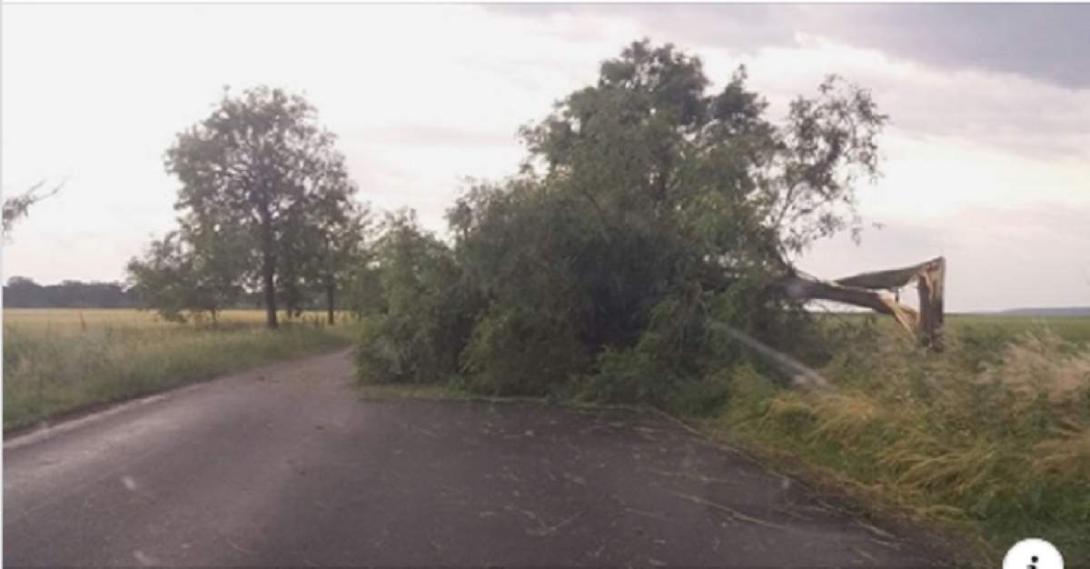 Atenţie, cad copaci! Codul Portocaliu persistă! Lumea, sfătuită să se adăpostească