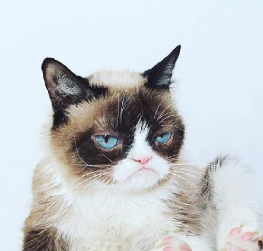 A murit Grumpy Cat, dar a rămas Grumpy Dog! Cum arată cel mai morocănos câine din lume. FOTO