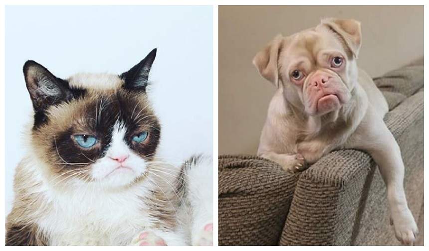 A murit Grumpy Cat, dar a rămas Grumpy Dog! Cum arată cel mai morocănos câine din lume. FOTO