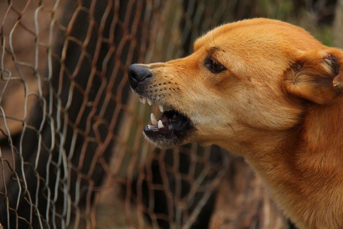 Copil de 7 ani, atacat de un câine de luptă, în plină stradă! Stăpânul animalului nu a intervenit să-l salveze