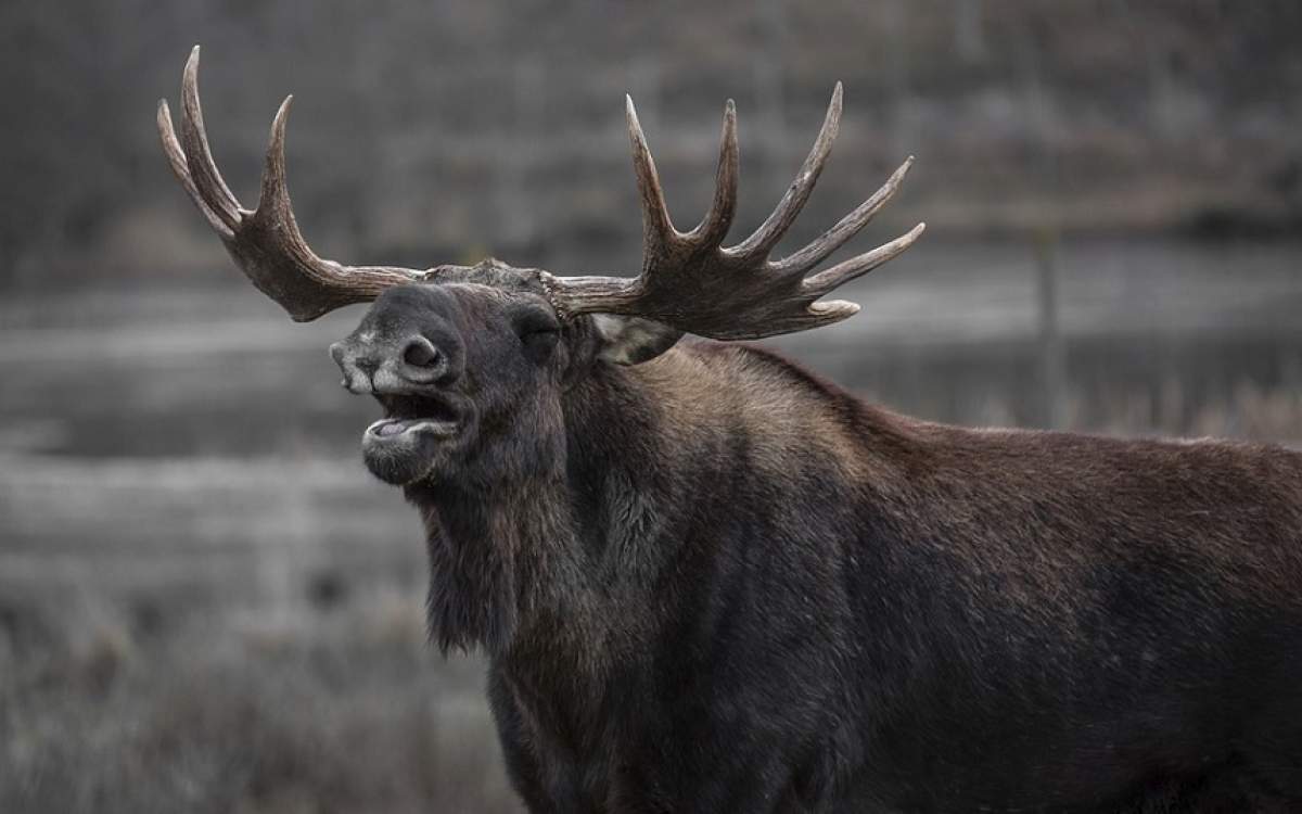 Ironia sorții! Un vânător a căzut cu gâtul în coarnele unui elan, după ce l-a împușcat