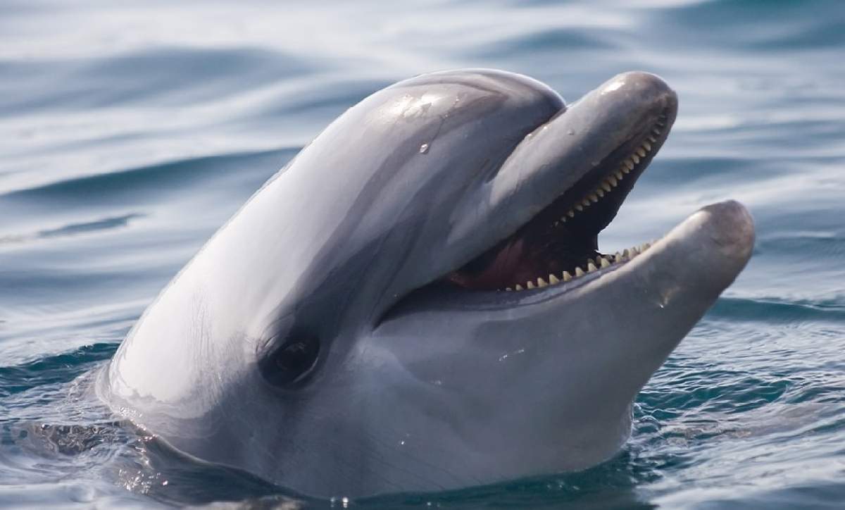Caz extrem de zoofilie. Un fotograf a făcut amor cu un delfin: „Începeam să o pun pe spate”