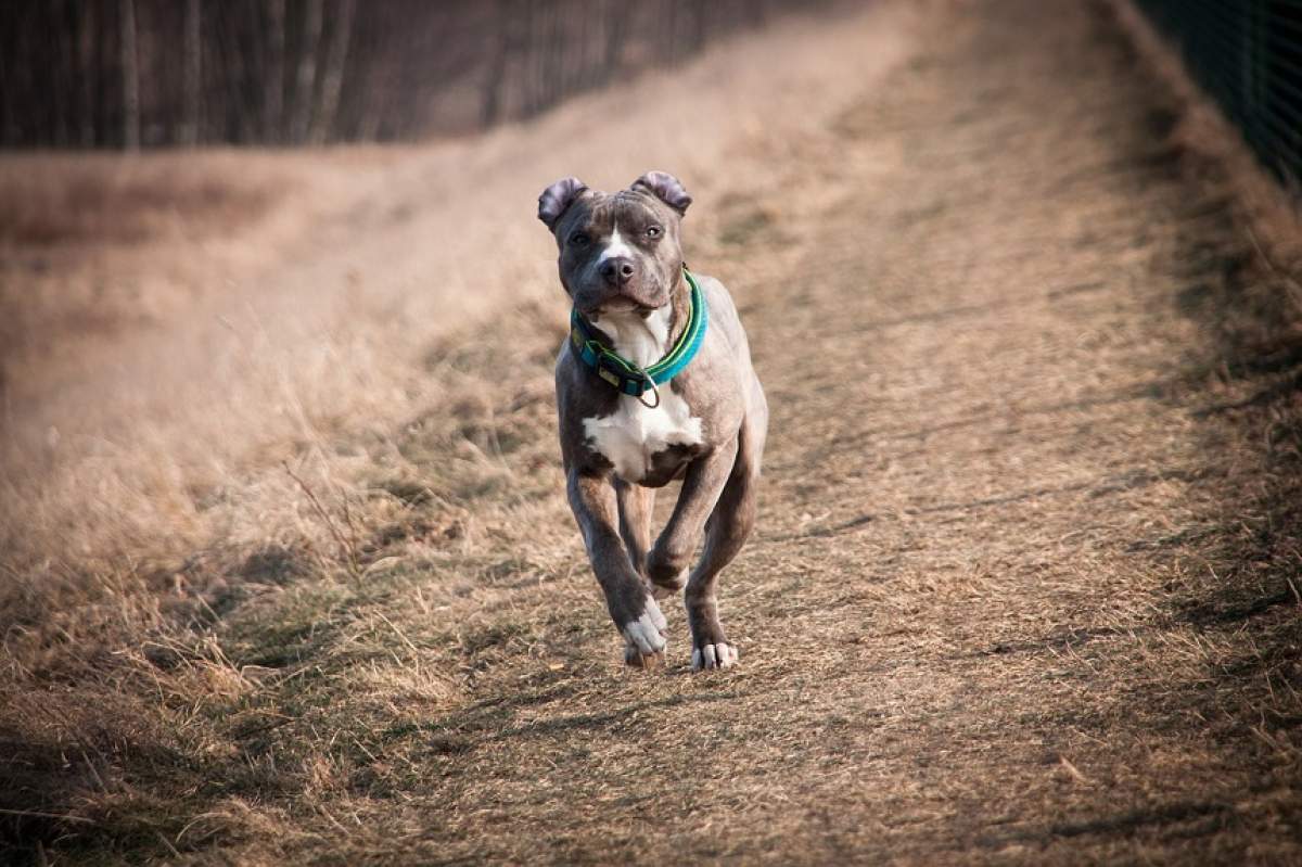 Ce amendă au primit stăpânii amstaff-ului agresiv din Capitală! Oamenii sunt revoltaţi