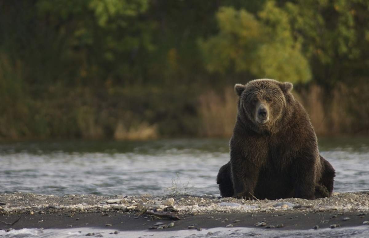 Clipe cumplite pentru un bărbat care a fost atacat de un urs. Cum a reușit să scape din ghearele animalului