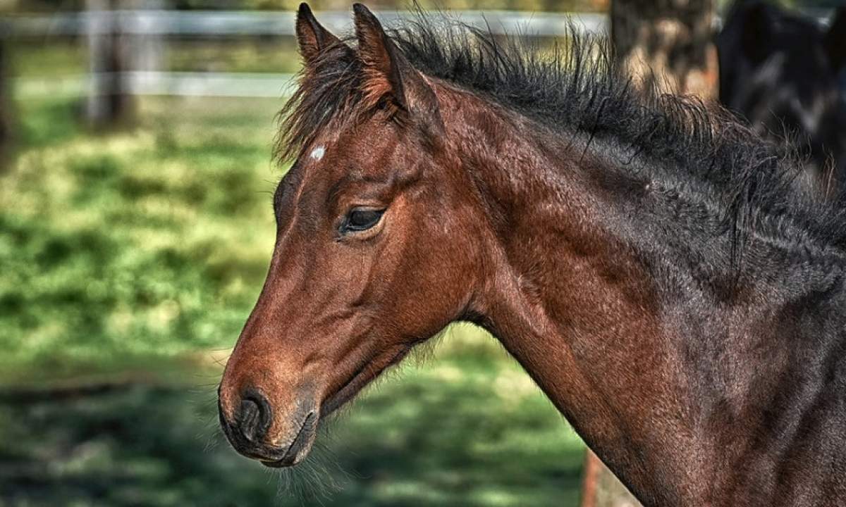 Caz halucinant în Brăila. Un bărbat și-a bătut joc de iapa lui, iar un minor a filmat totul