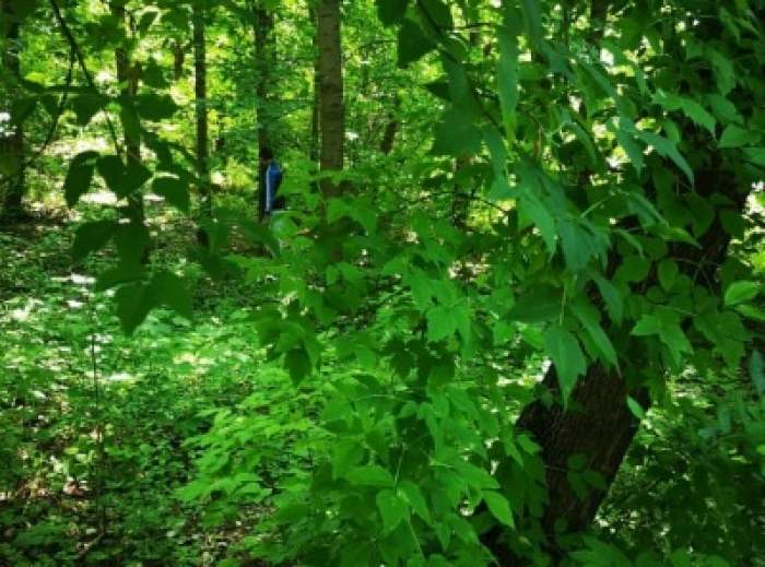 Bărbat de 40 de ani, găsit spânzurat într-o pădure din Vaslui