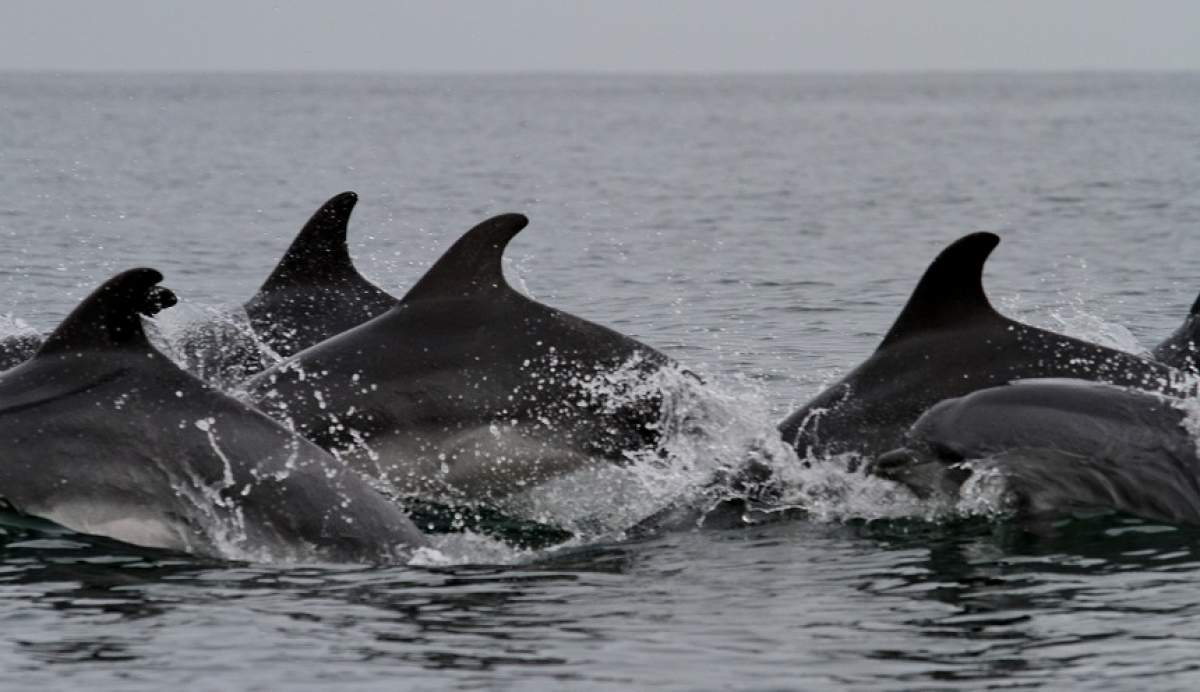 25 de delfini şi 3 rechini şi-au găsit sfârşitul în plasele braconierilor turci, din Marea Neagră!