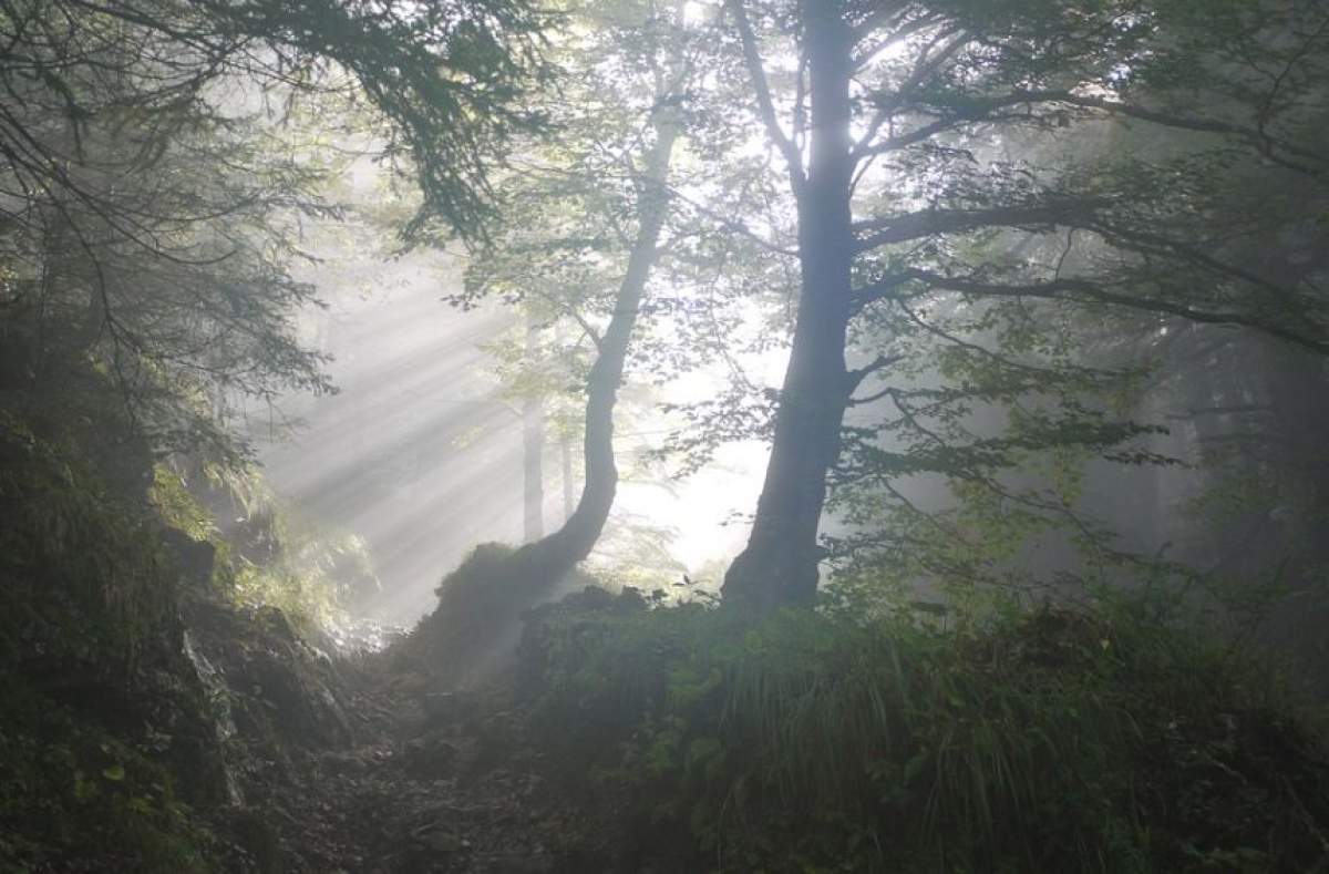 Bebeluş salvat de la moarte, după ce a fost abandonat într-o pungă de plastic în pădure