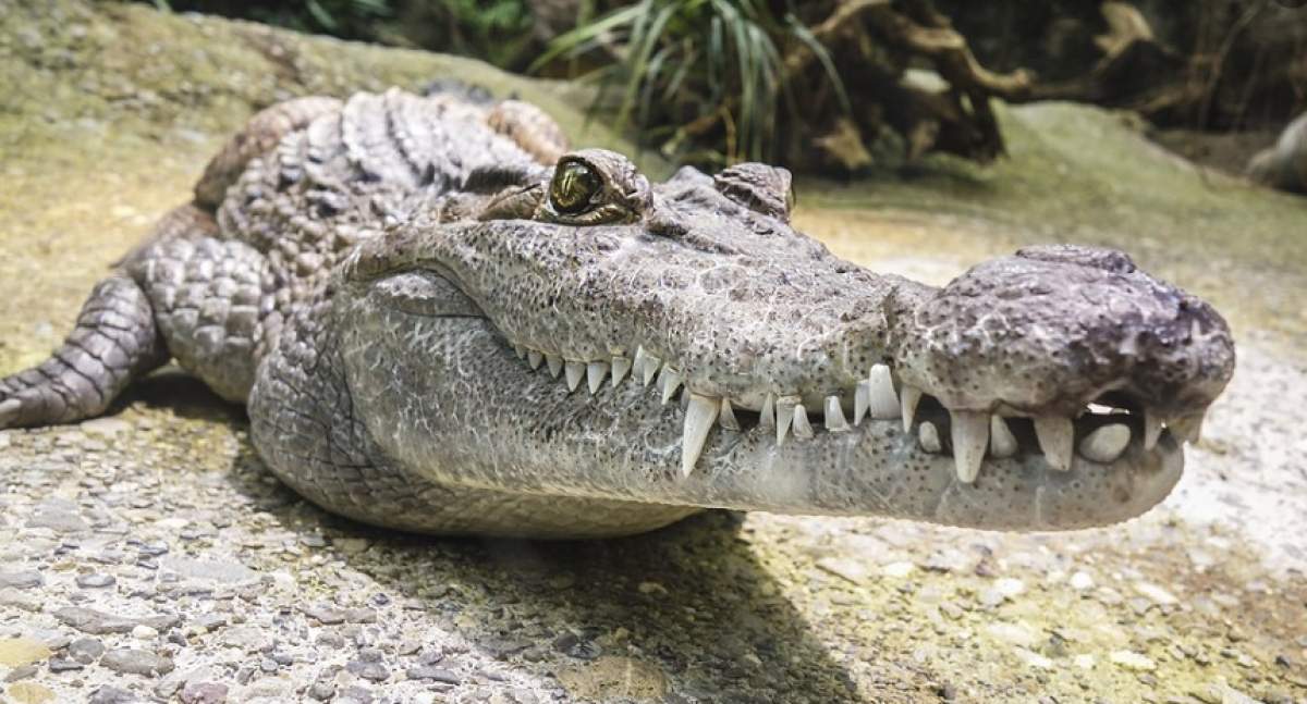 Sfârșit cumplit pentru o fetiță de 2 ani! A fost mâncată de vie de crocodilii pe care tatăl ei îi creștea în spatele casei
