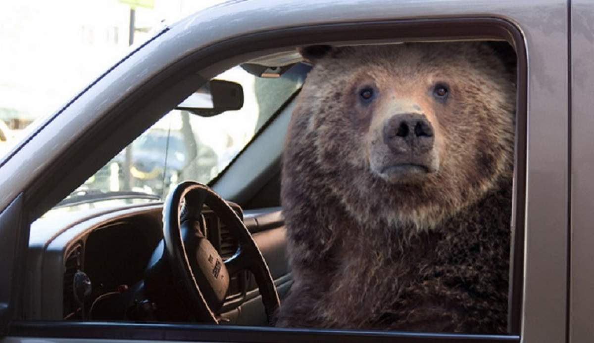 Un urs a intrat într-o mașină și, folosindu-se de schimbător, a izbit-o de un copac