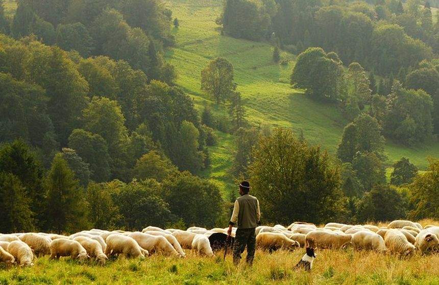 Cioban găsit înecat în râul din apropierea stânii. Bărbatul din Vaslui era dat dispărut de două zile