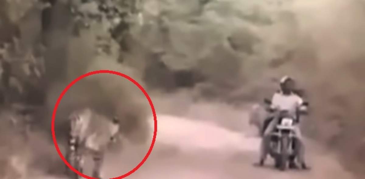 Imagini incredibile! Doi bărbați sunt fugăriți de un tigru, într-o cursă nebună pentru viață