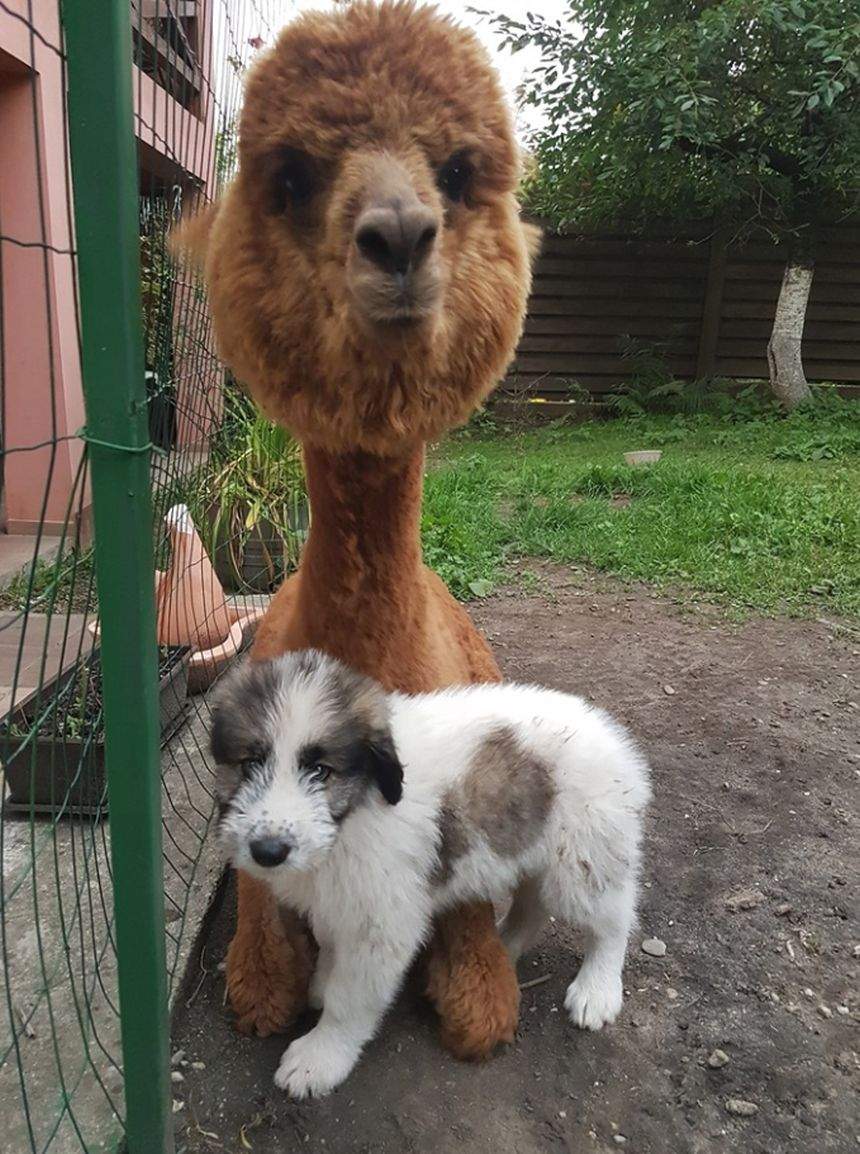 Soţia lui Marian Godină a dat vestea. "Ne-am mărit familia"