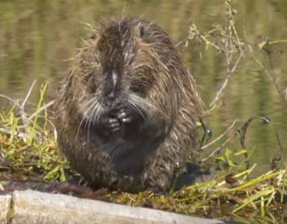 Avocatul lui Gheorghe Dincă, noi dezvăluiri! Ce animal cu blană scumpă creştea presupusul criminal