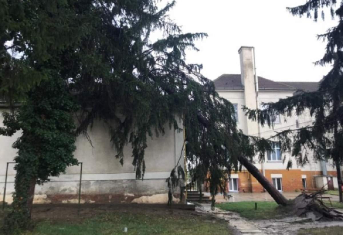 O furtună puternică a făcut ravagii în Arad! Un brad de 15 metri s-a prăbușit peste Spitalul Județean