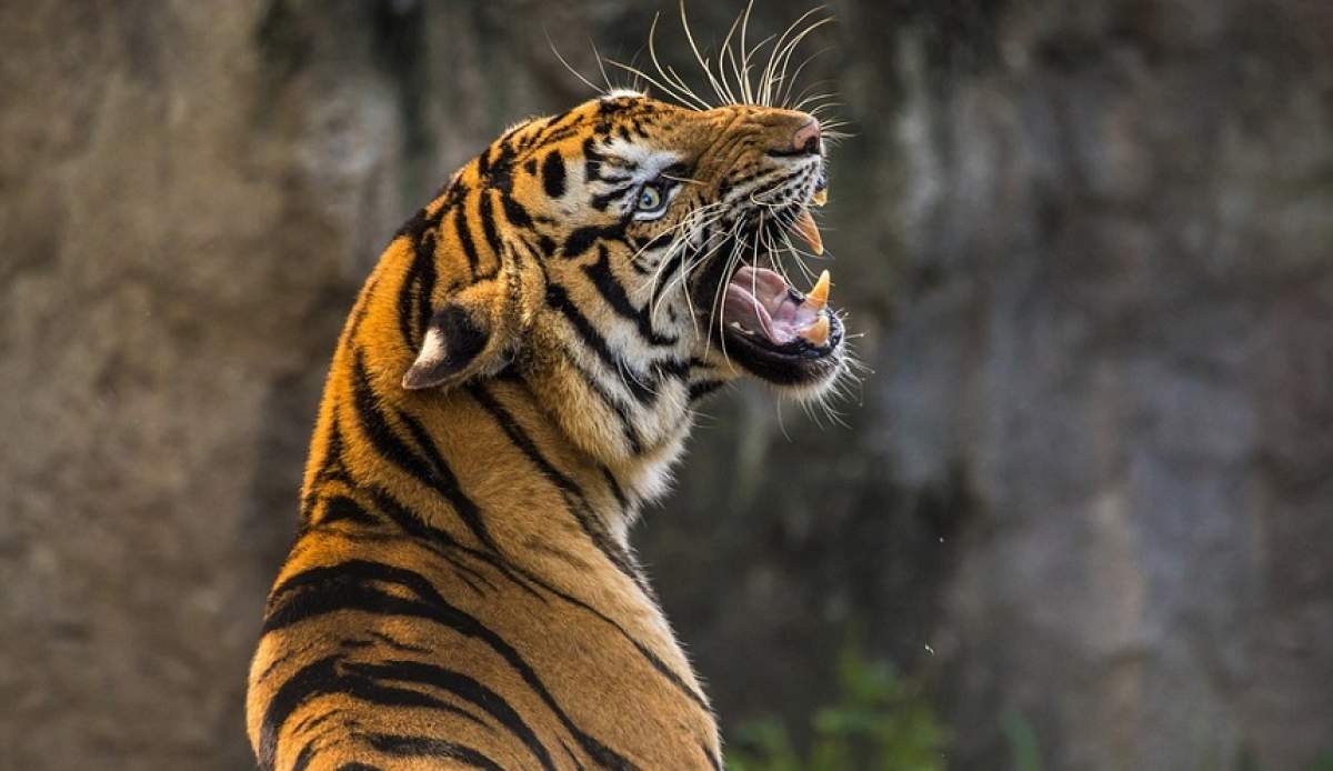Dresor de circ, ucis de un tigru! Cum s-a petrecut tragedia