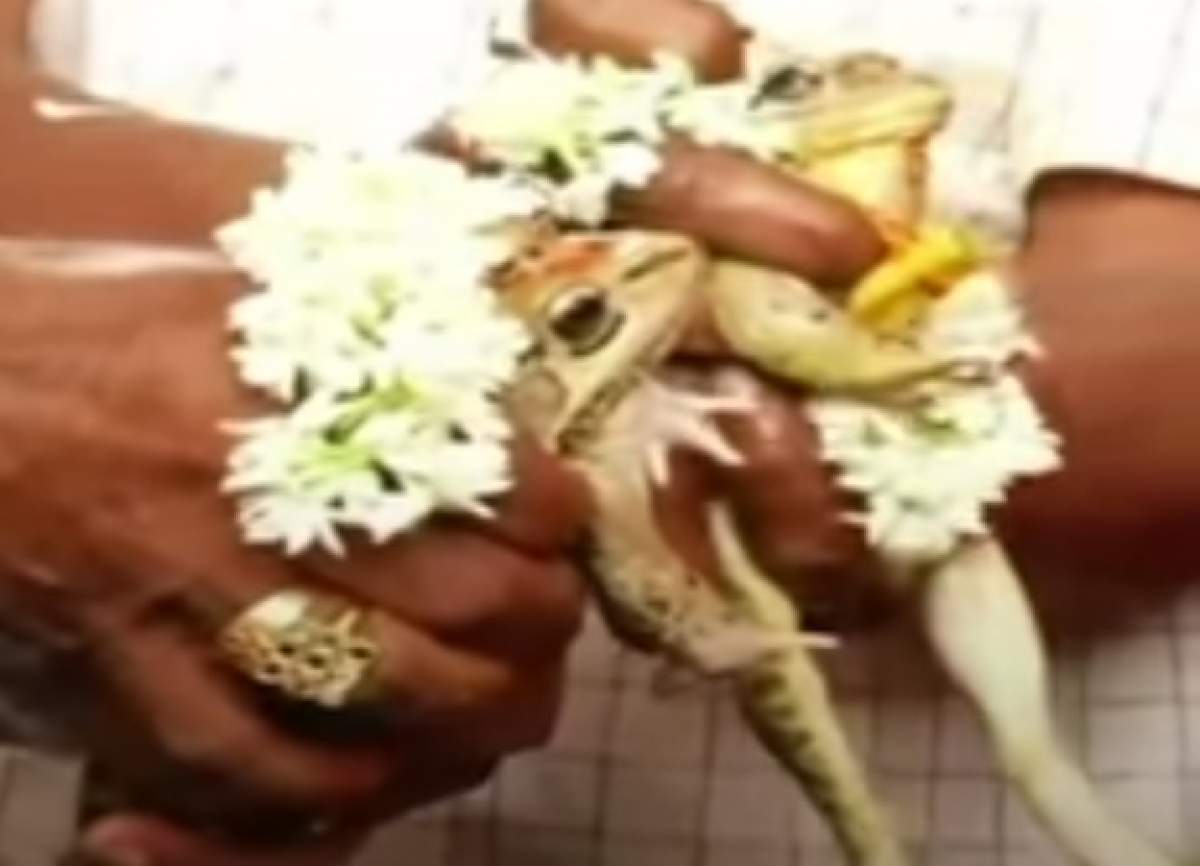 Nunta secolului, în India! Sute de oameni au fost martori la uniunea dintre două broaște. VIDEO