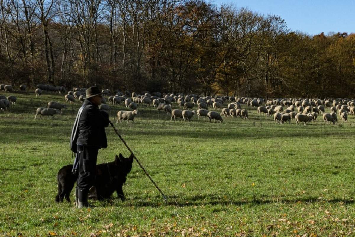 Un cioban beat a sunat la 112 şi a spus că a fost răpit! Cum l-au găsit oamenii legii, de-a râsu' plânsu'