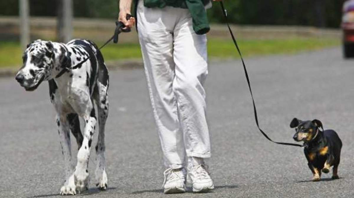 Incredibil! Tânără omorâtă în timp ce plimba câinele