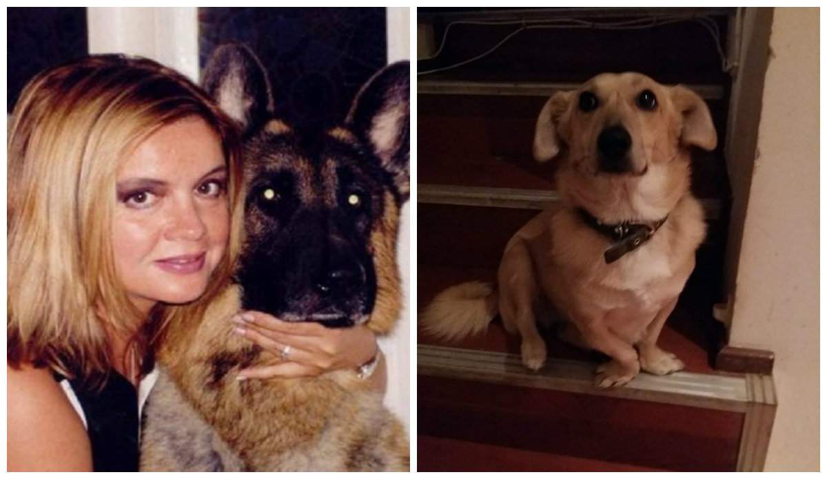 Ce s-a întâmplat cu câinii Cristinei Țopescu. Doi au murit, unul a supraviețuit
