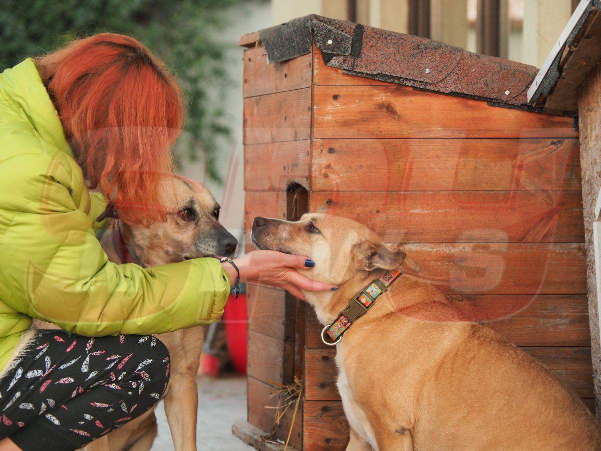 Imagini în exclusivitate cu cățeii salvați ai Cristinei Țopescu. Vedeta a avut grijă de ei până în ultima clipă