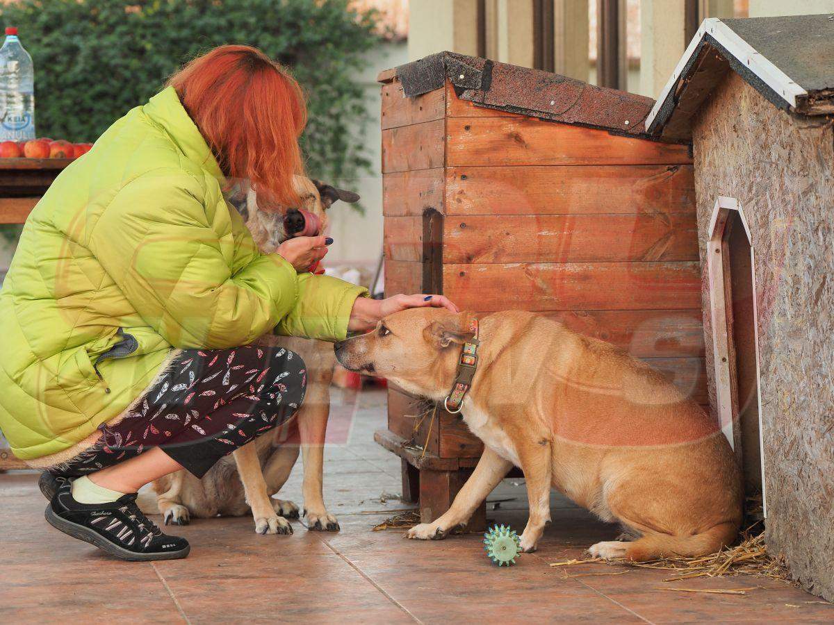 Imagini în exclusivitate cu cățeii salvați ai Cristinei Țopescu. Vedeta a avut grijă de ei până în ultima clipă