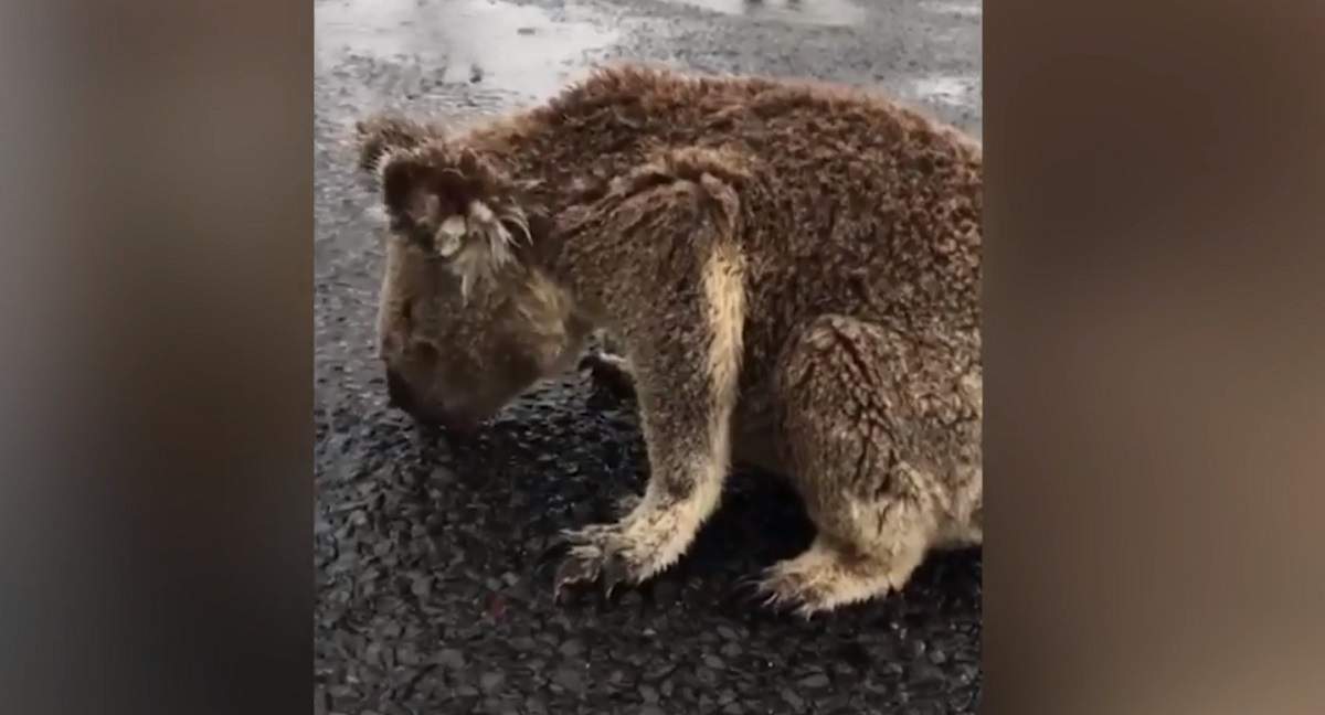 Imaginile durerii. Însetat și speriat, un urs koala bea apă de ploaie de pe șosea, în Australia / VIDEO