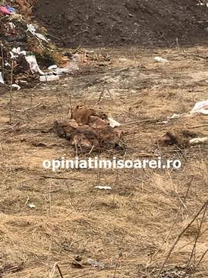 Cadavre dintr-un cimitir din Timişoara, aruncate pe un câmp de la marginea oraşului