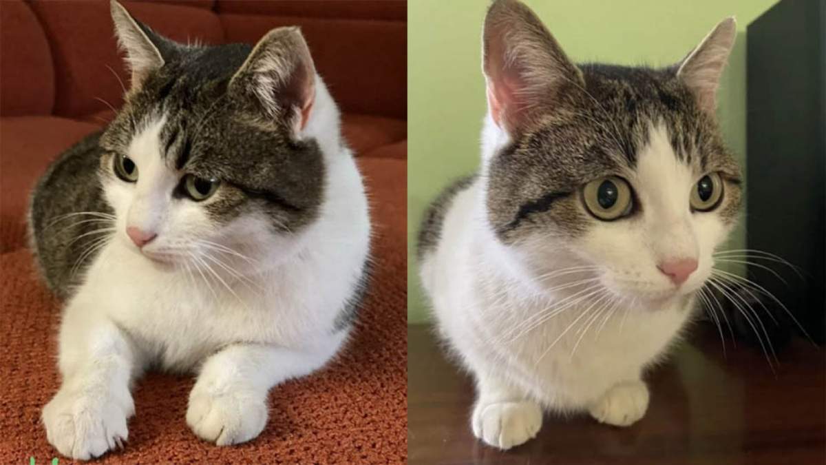 S-a găsit remediul tuturor bolilor! „Pisica lecuitoare” din Rusia, scoasă la vânzare. Cât costă felina făcătoare de minuni