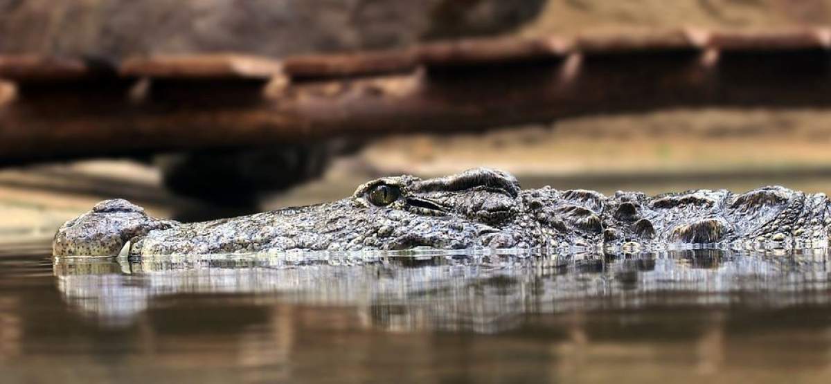Ce s-a găsit în burta unui crocodil de 7 metri! „Nici în cele mai negre vise..”