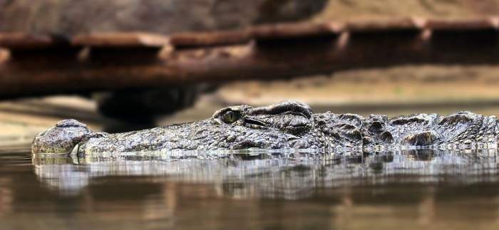 Ce s-a găsit în burta unui crocodil de 7 metri! „Nici în cele mai negre vise..”