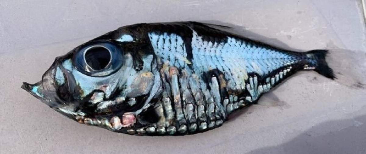 Da, este adevărat! „Peștele Picasso” a uimit planeta, pentru că arată exact ca un tablou / FOTO