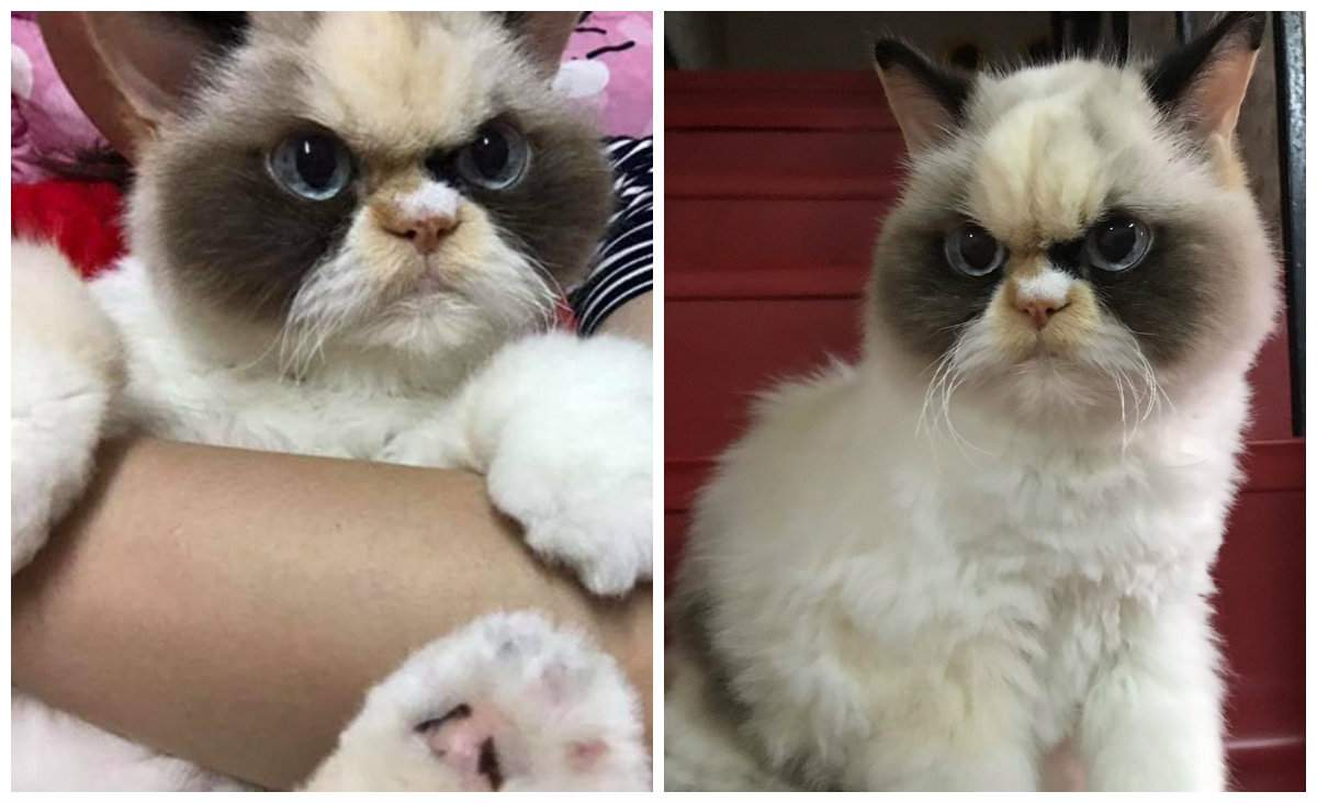 Ea este noua Grumpy Cat! Miau Miau arată și mai morăcănoasă decât „strămoașa” ei / FOTO