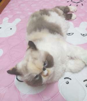 Ea este noua Grumpy Cat! Miau Miau arată și mai morăcănoasă decât „strămoașa” ei / FOTO