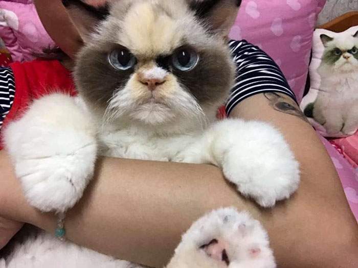 Ea este noua Grumpy Cat! Miau Miau arată și mai morăcănoasă decât „strămoașa” ei / FOTO