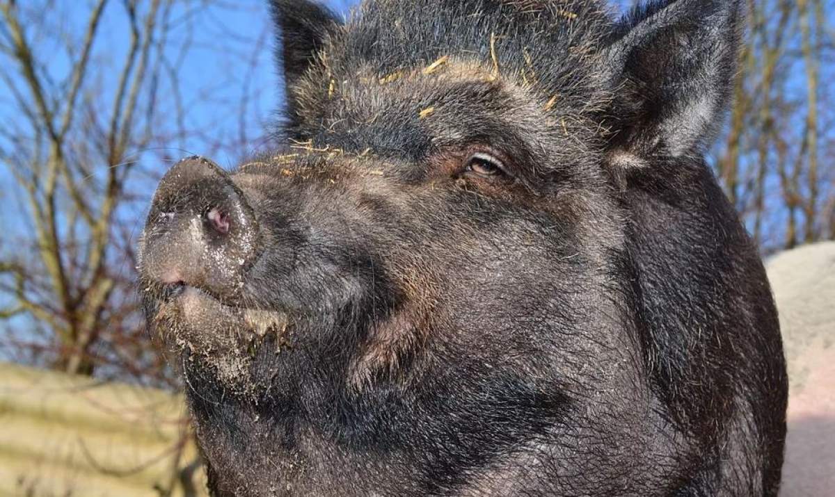 Pesta porcină face ravagii în Sălaj! Au murit peste 60 de mistreţi