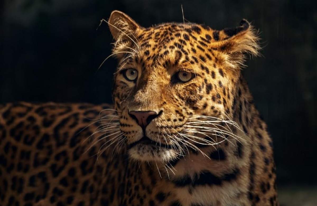 Un selfie făcut la Grădina Zoologică s-a transformat într-un coșmar! O femeie riscă să-și piardă brațul după ce a fost mușcată de un jaguar