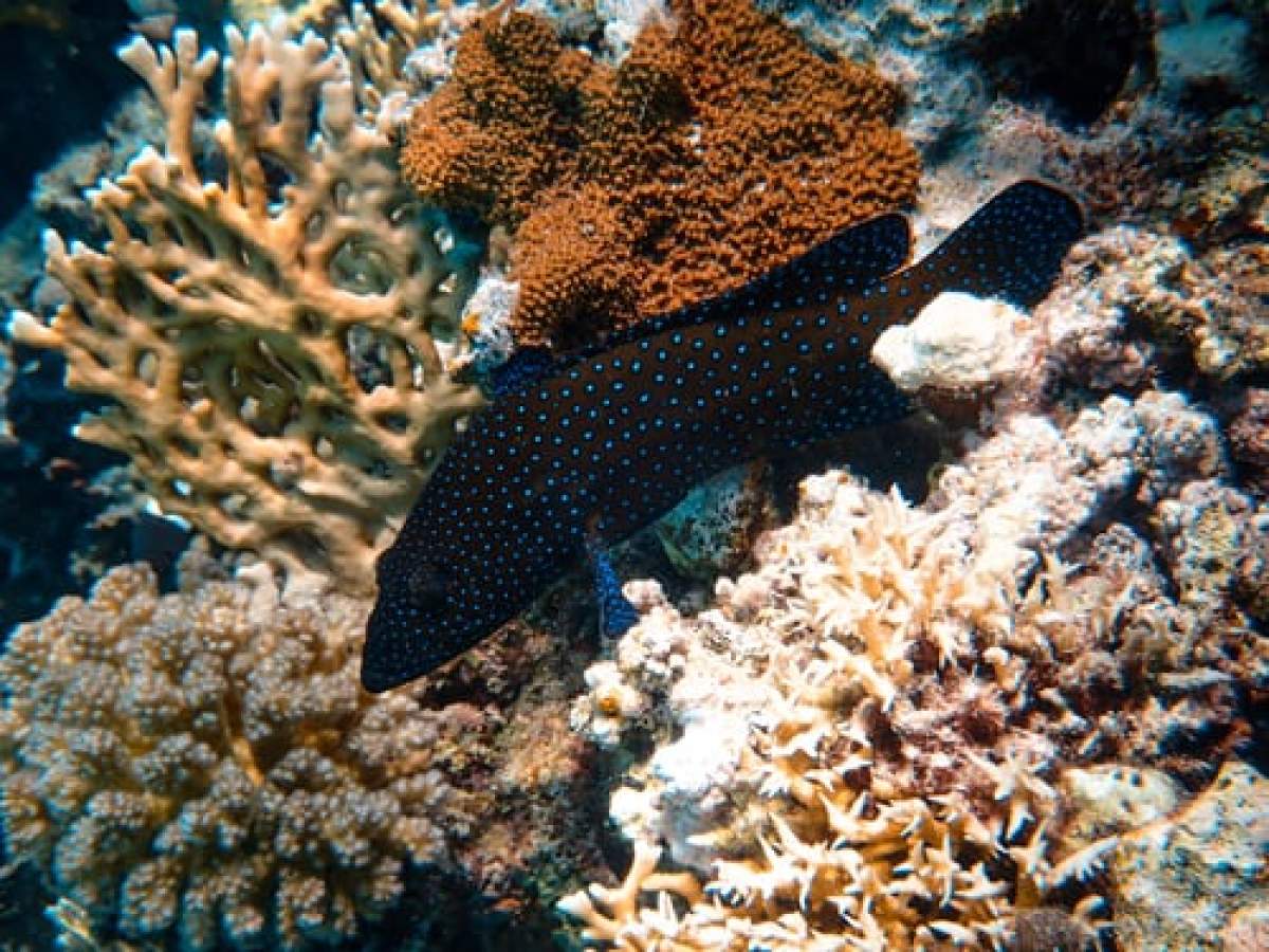Încălzirea globală lovește din nou! Jumătate din coralii Marii Bariere au murit