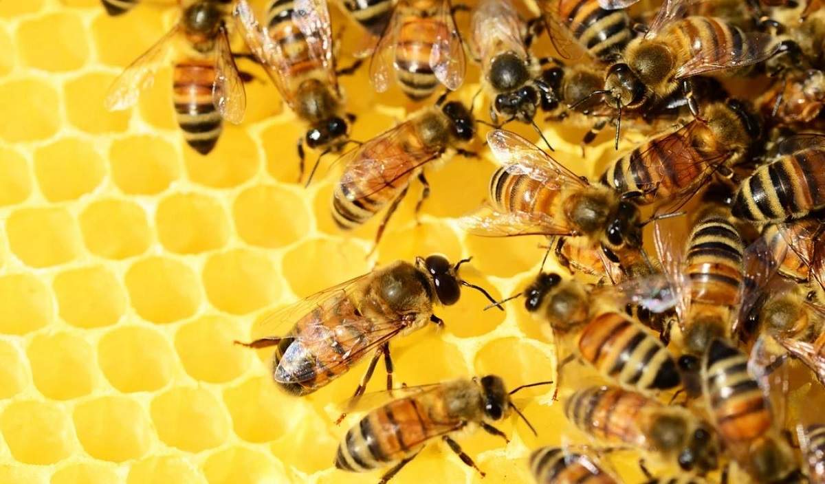 Albine care produc miere.