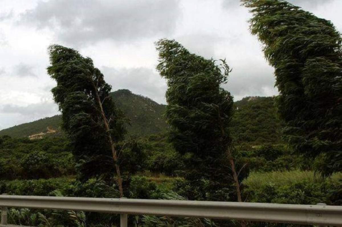 Imagine cu trei copaci îndoiți de vântul puternic