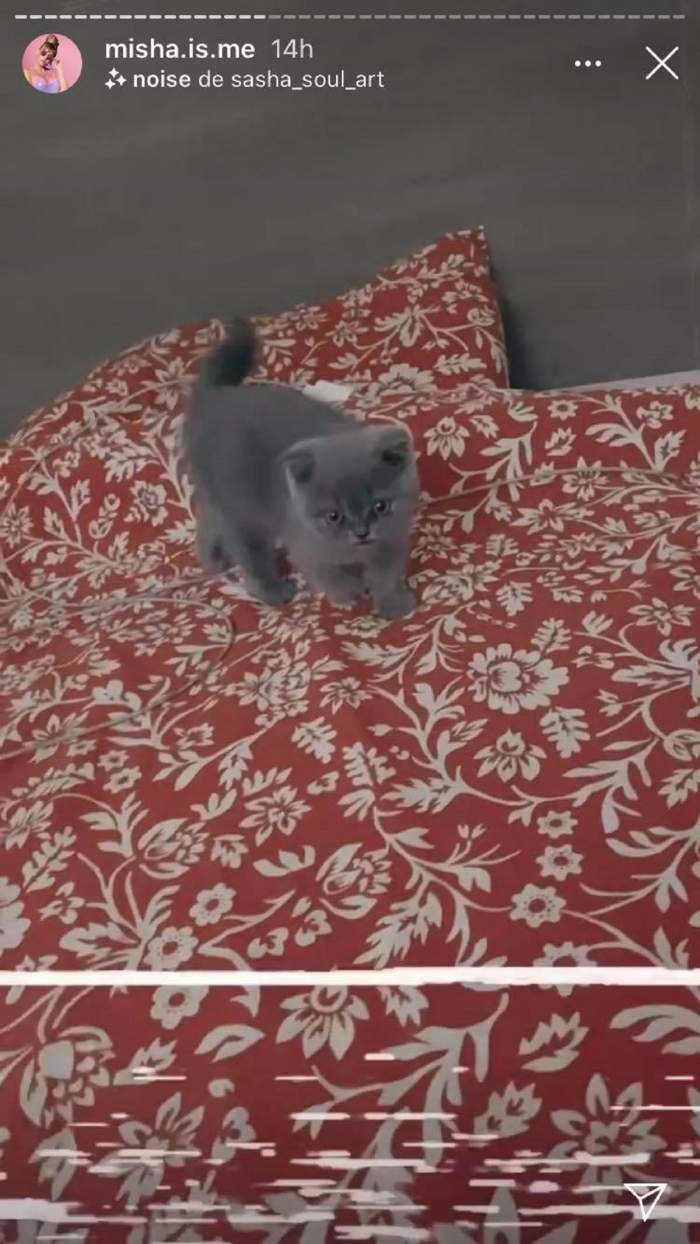 Misha și-a filmat noua pisică în pat. Patrupedul este de culoare gri.