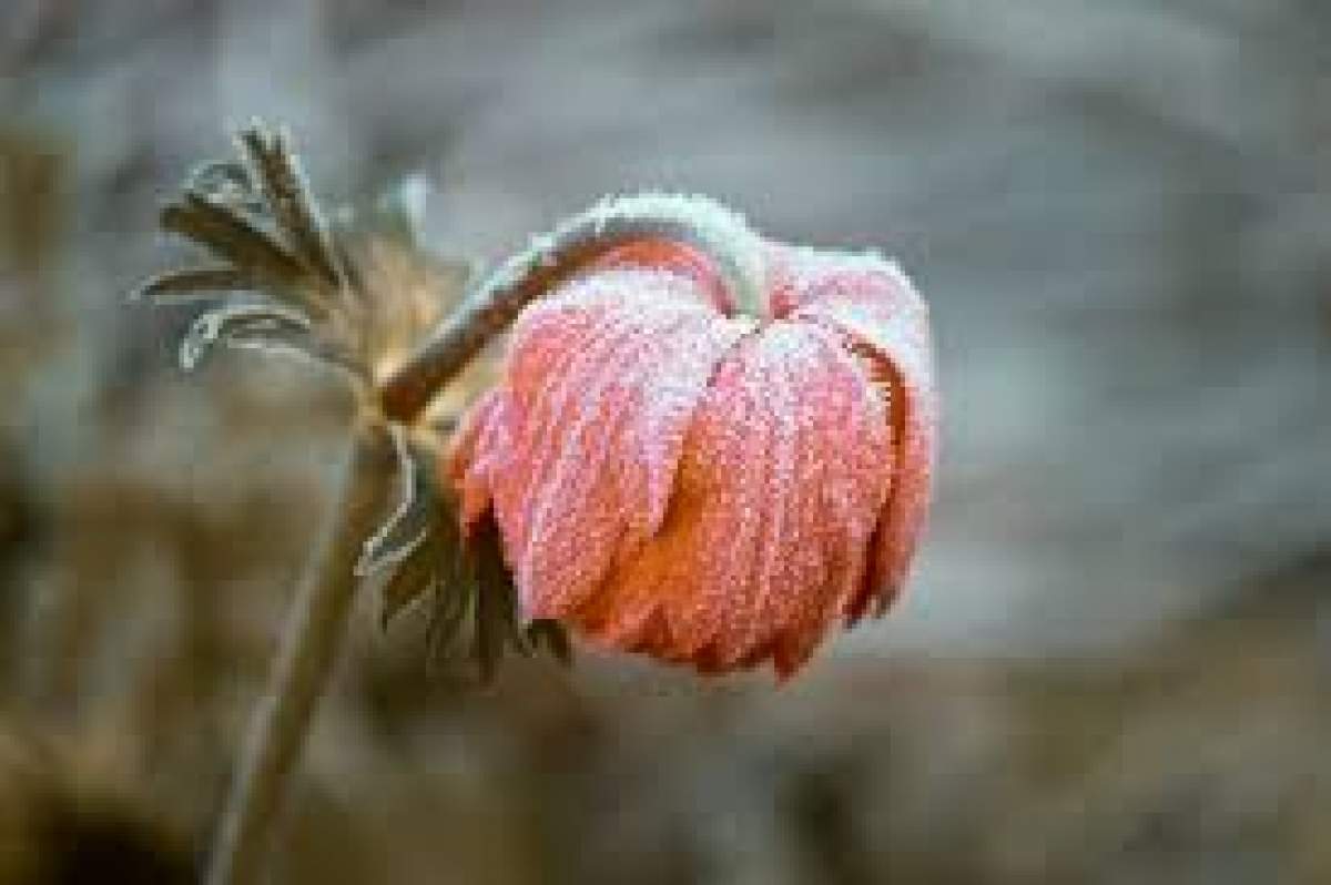 Fotografie cu o floare pe care s-a depus bruma