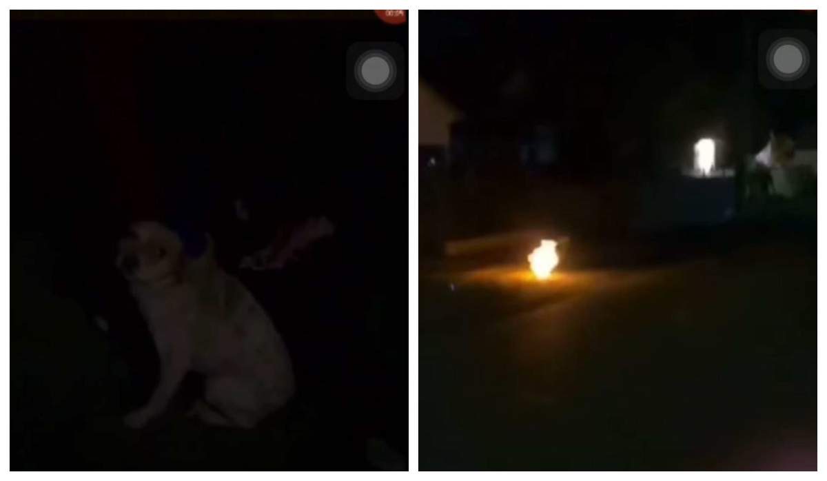 Violență împotriva animalelor dusă la extrem! Mai mulți minori din Buzău au incendiat un câine, din dorința de a se distra. Cum au fost pedepsiți / VIDEO