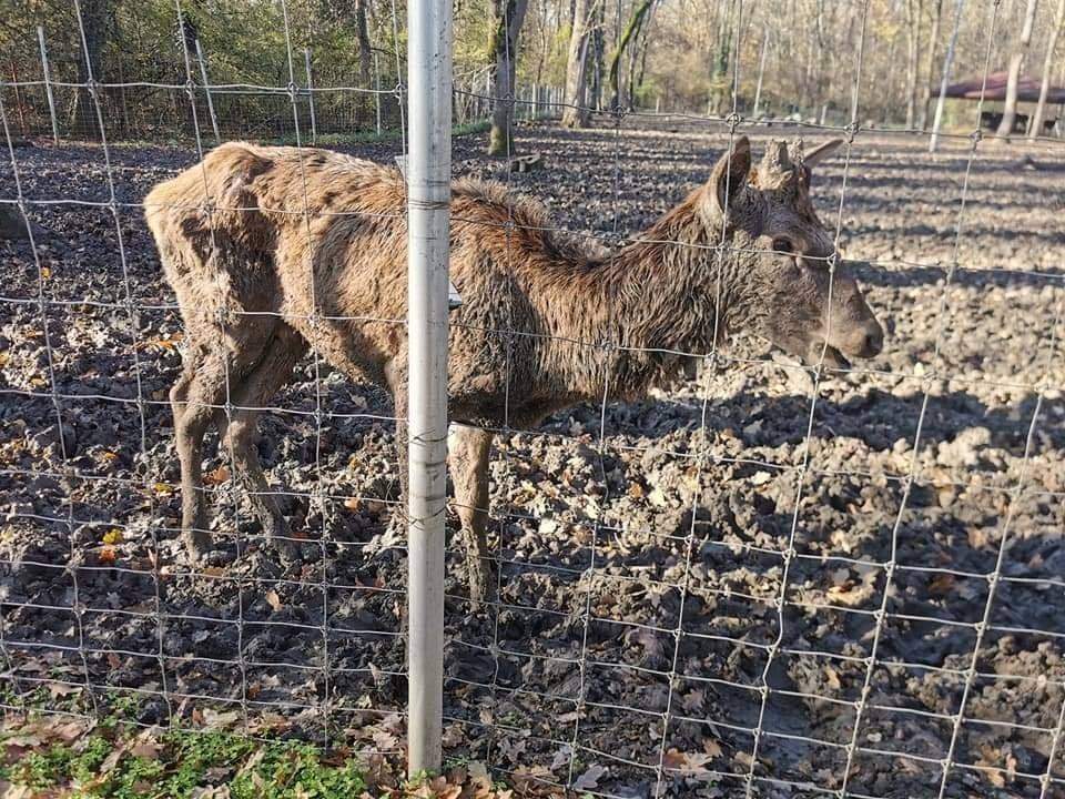 Grădina zoologică din Timișoara a fost închisă! Starea deplorabilă a unui căprior i-a revoltat pe iubitorii de animale/ FOTO